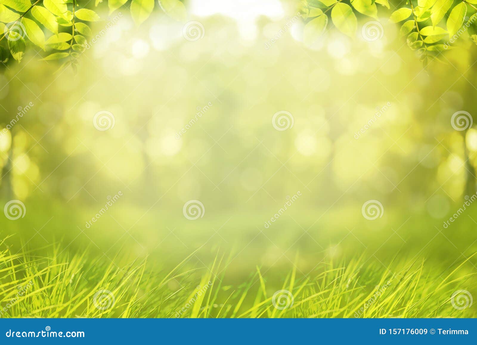 Nature Background, Frame of Tree Leave and Green Grass Stock Image ...