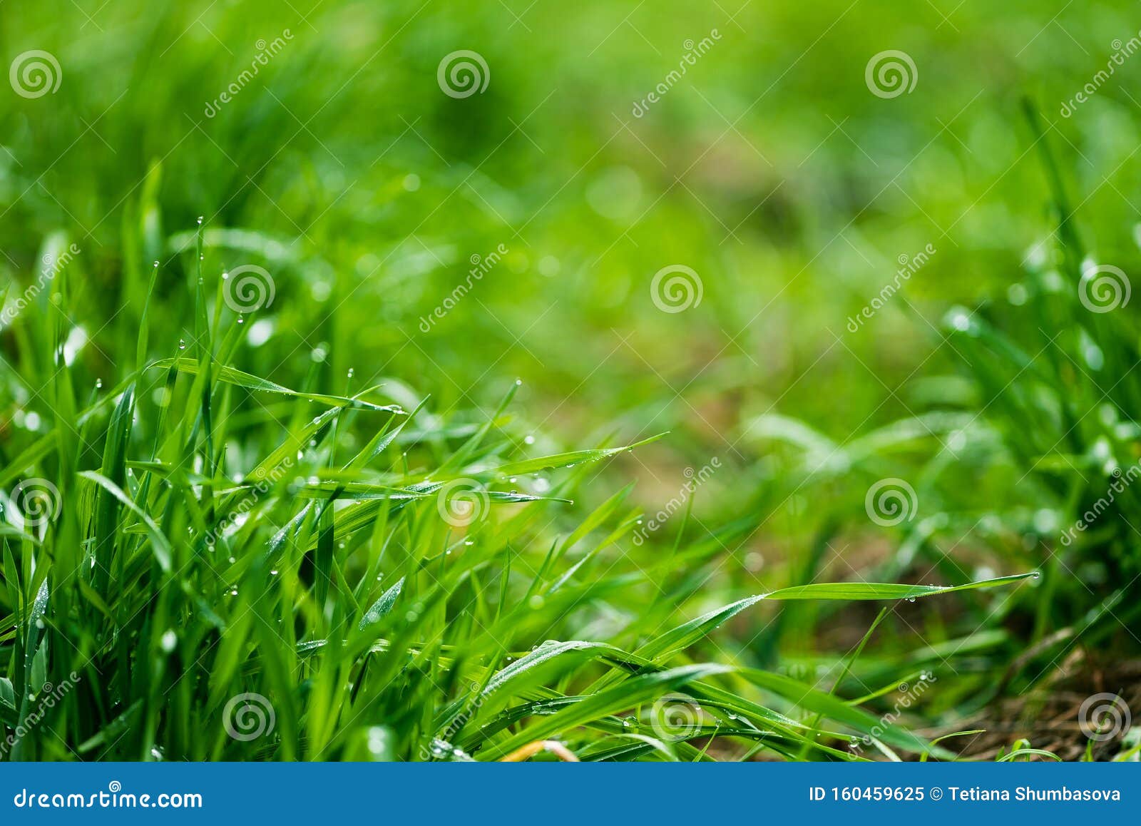 Nature Background. Fresh Green Grass with Water Drops after Rain Stock Image Image of droplet