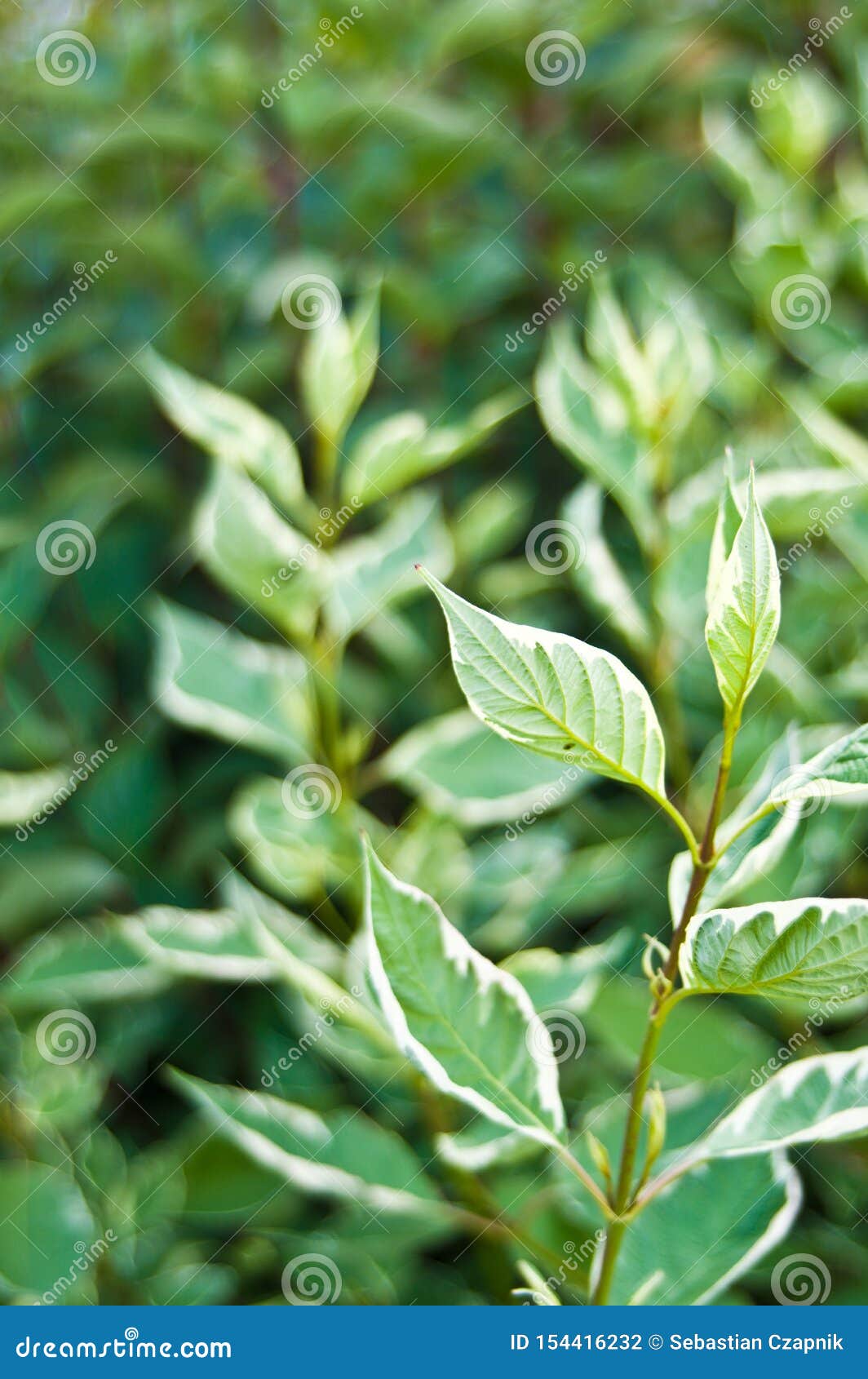 siberian dogwood cornus alba light green leaves