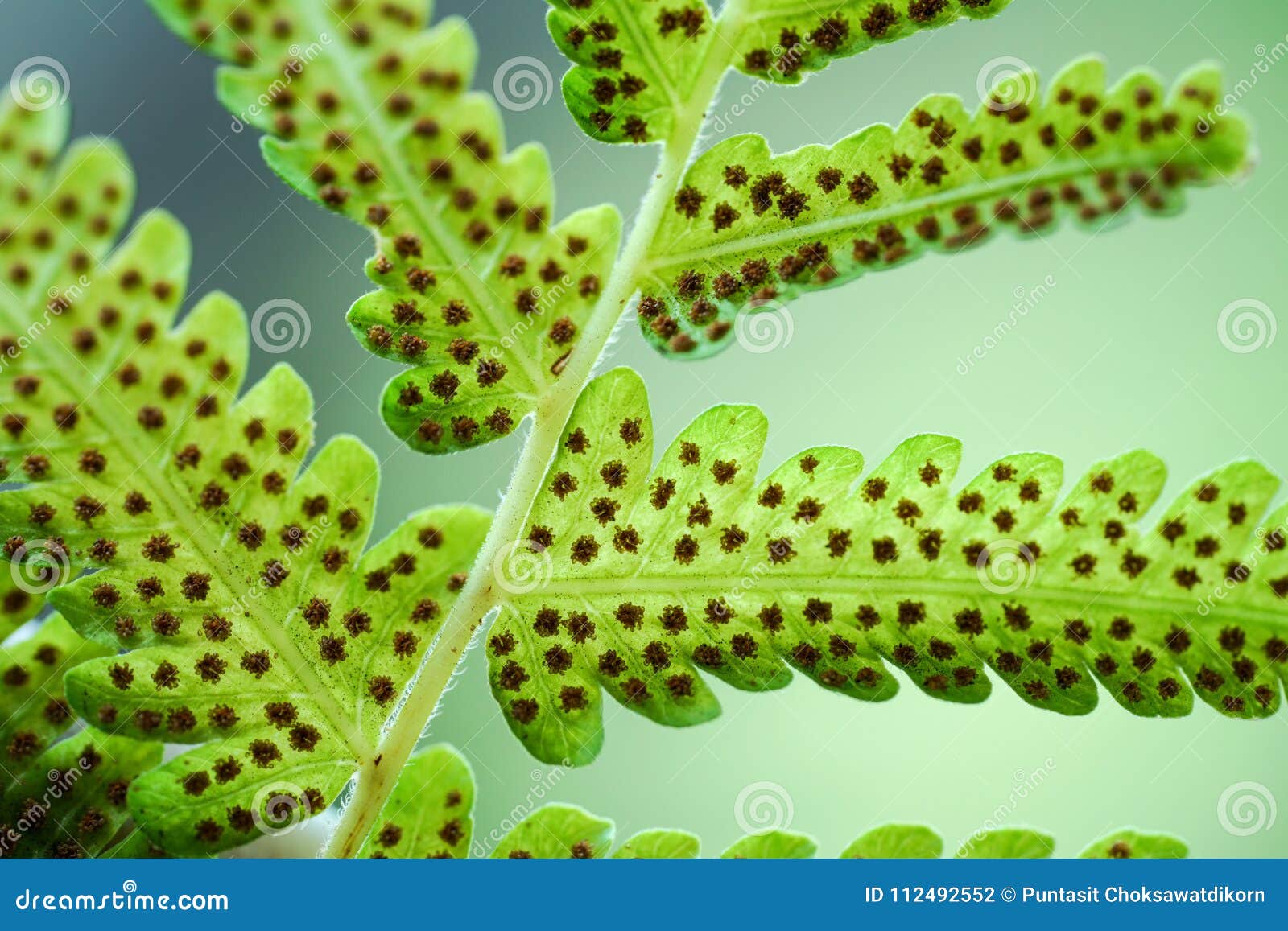 spore formation in fern