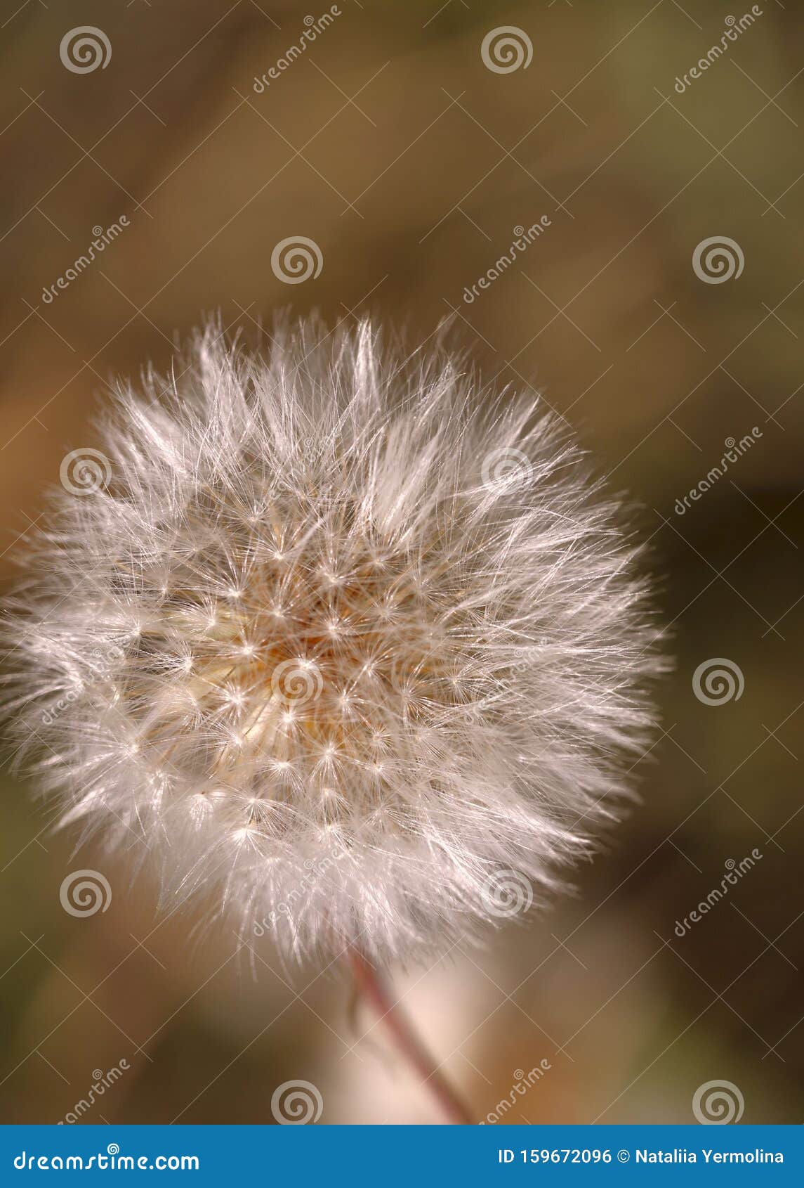 Nature background. White fluffy dandelion on a brown bokeh background. Close-up, vertical, cropped shot.