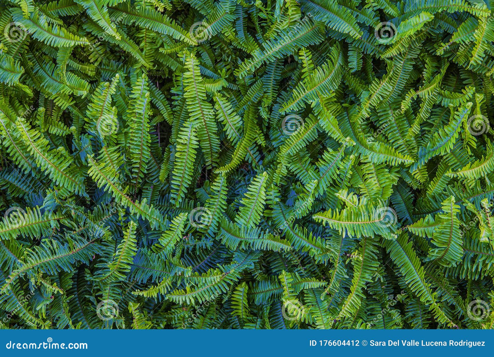 nature backgrounds autumn, spring and summer, green and brown in the decoration garden