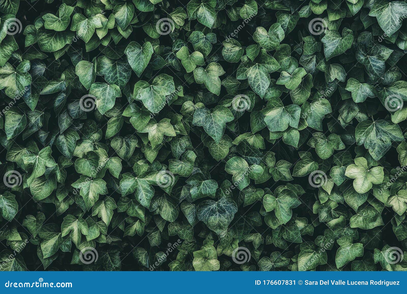 nature backgrounds autumn, spring and summer, green and brown in the decoration garden