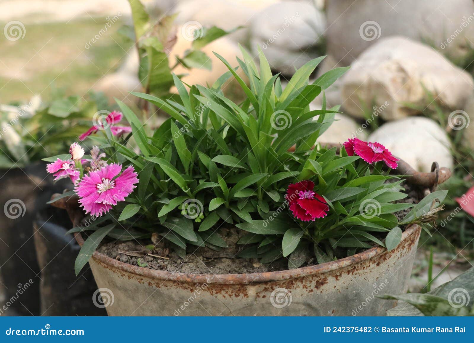 Nature Beautiful Flower in Pot Amazing Stock Photo - Image of amaz ...