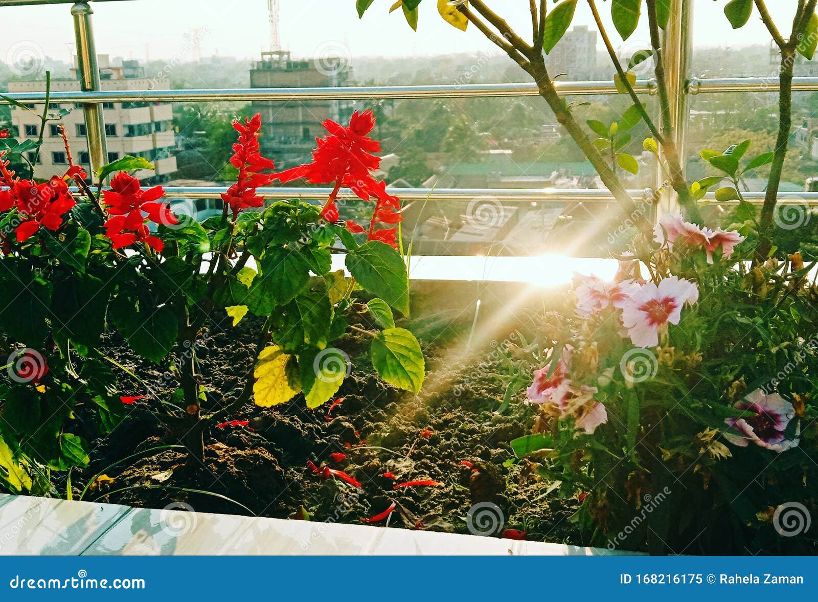 Nature beauty flower stock image. Image of beauty, nature 168216175