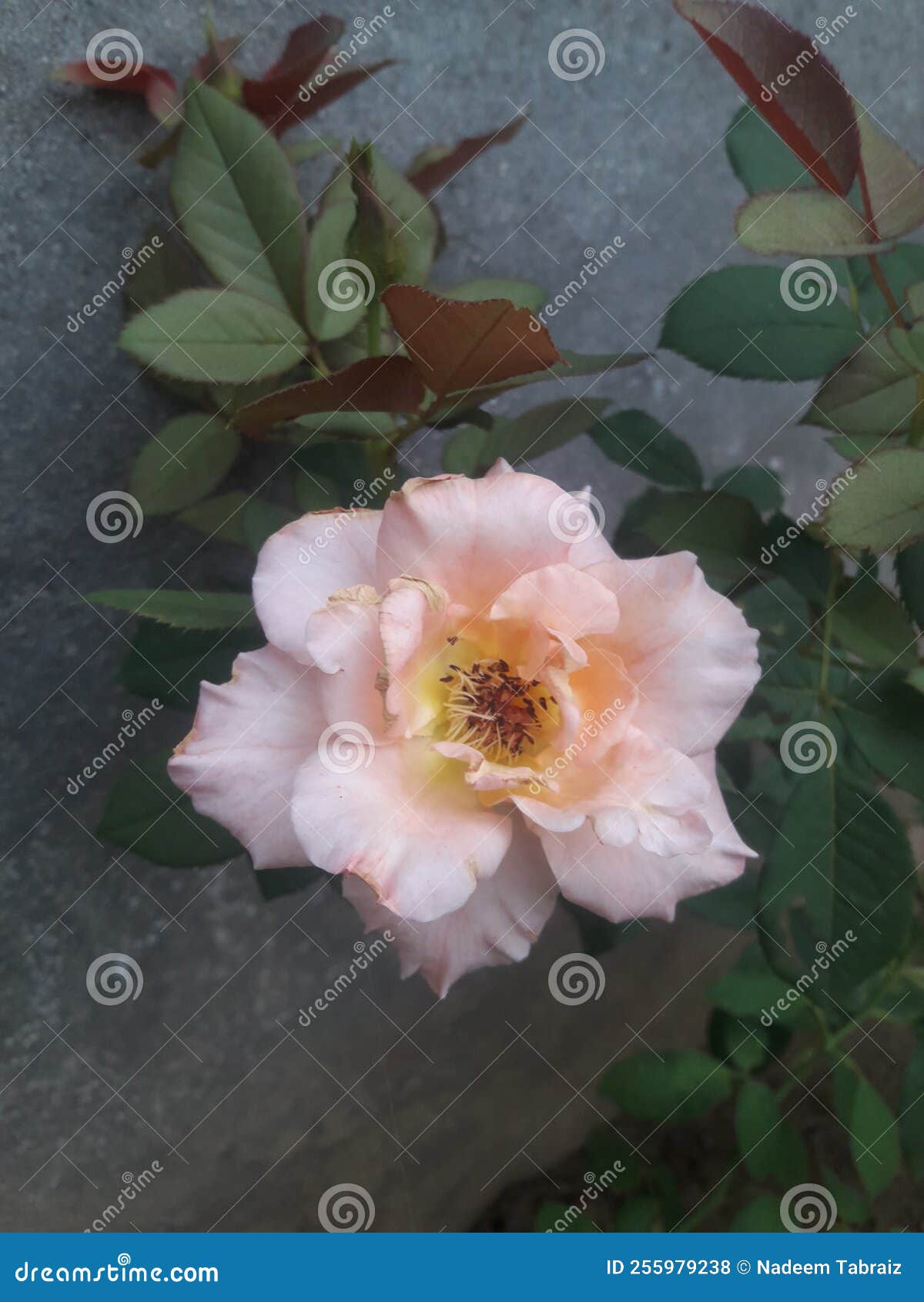 nature beauty jhelum pakipakistan rose flower