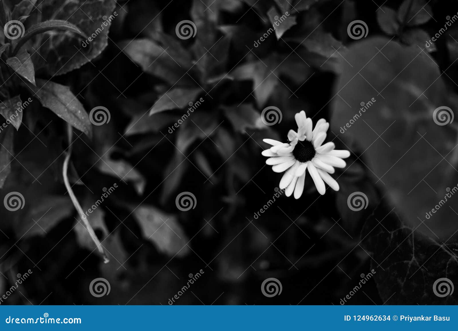 Black and white flower stock photo. Image of flower 124962634