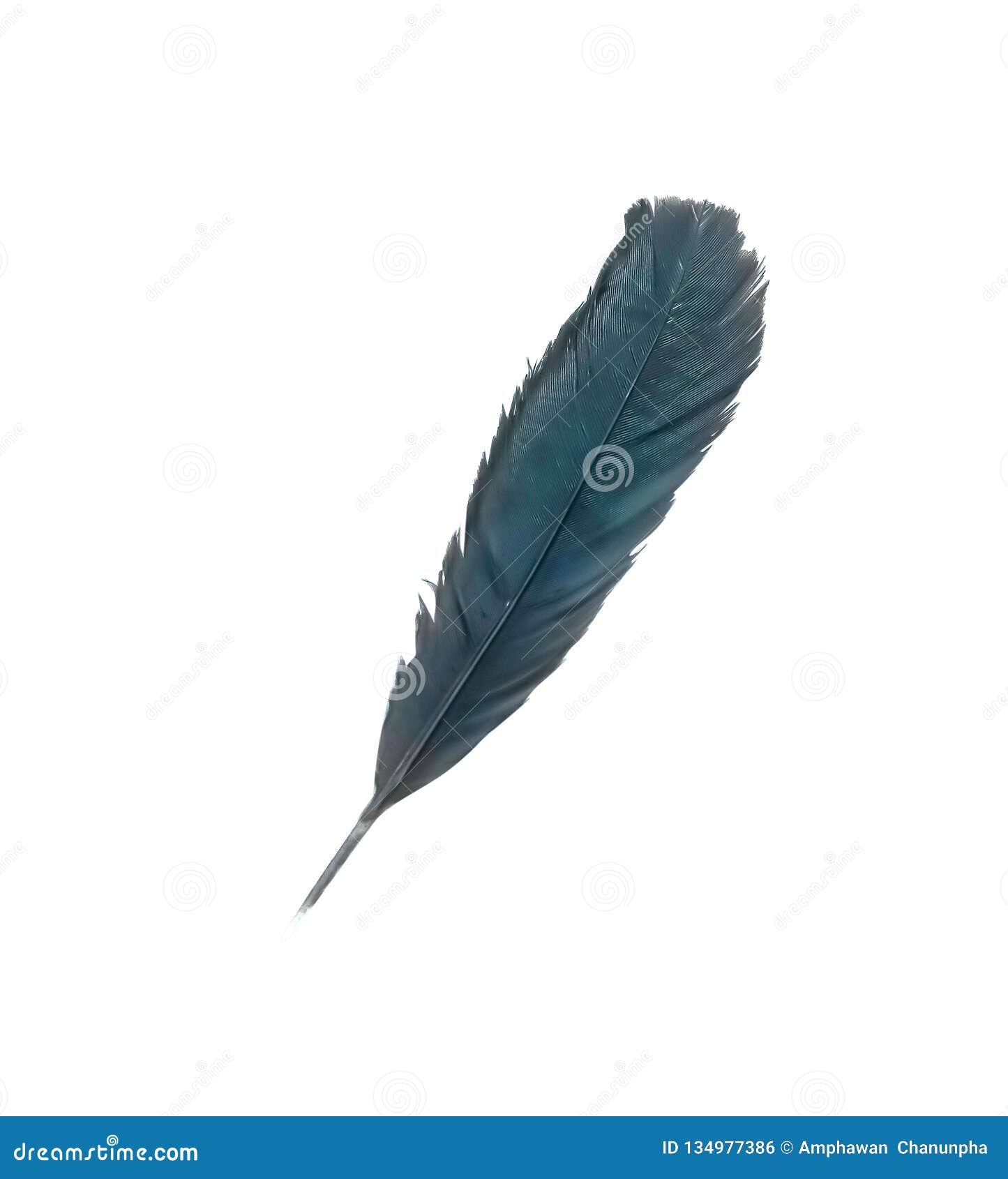Nature Black Feathers Of Birds Isolated On White Background With