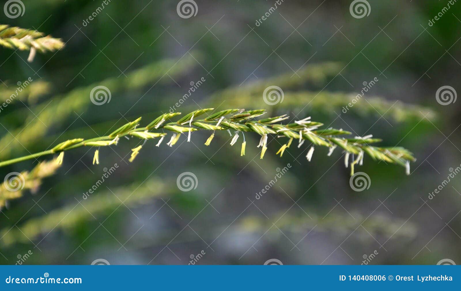 in the nature blooming ryegrass lolium perenne