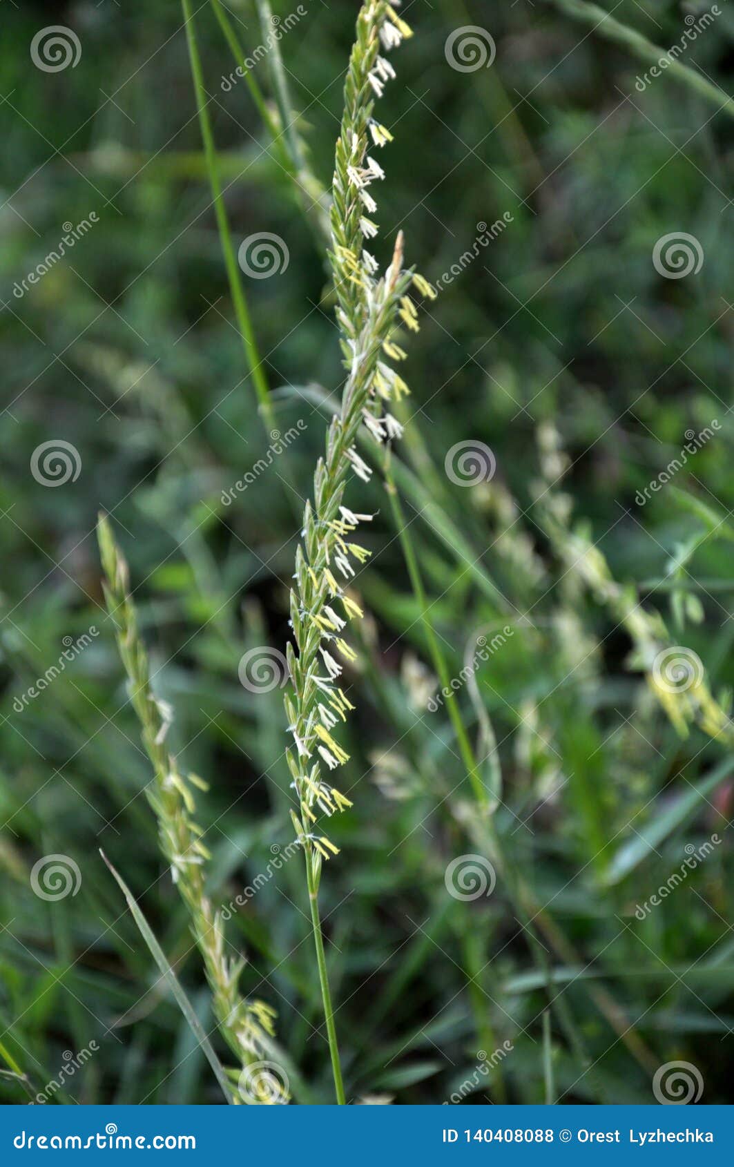 in the nature blooming ryegrass lolium perenne
