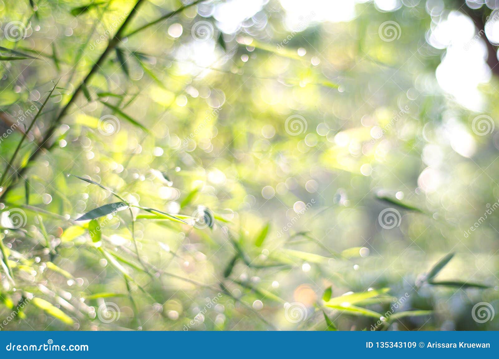 Nature Bokeh Abstract Light Background Stock Image - Image of freshness,  background: 135343109