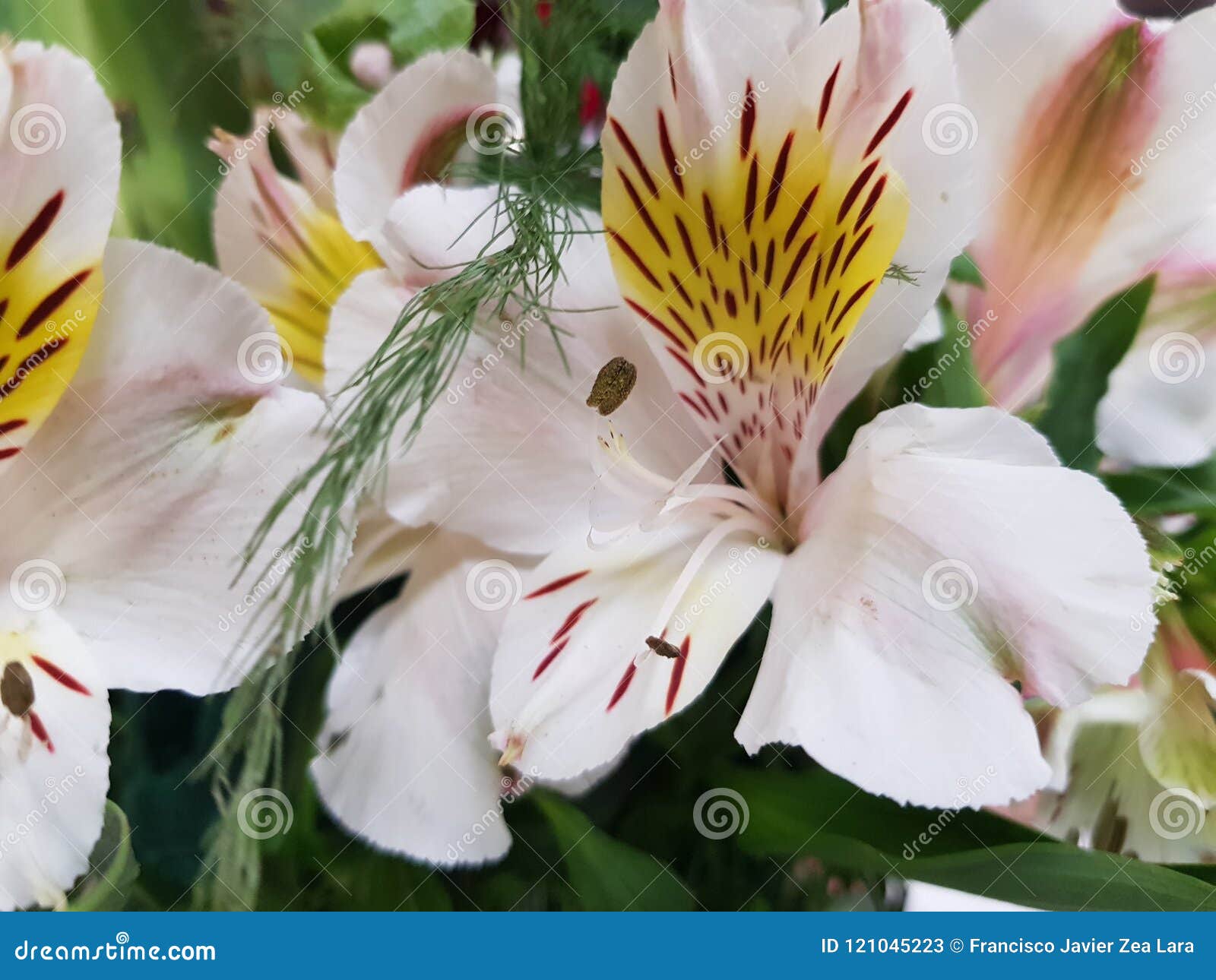 White Astromelia Flower in a Floral Arrangement Stock Image - Image of  astromelia, petals: 121045223