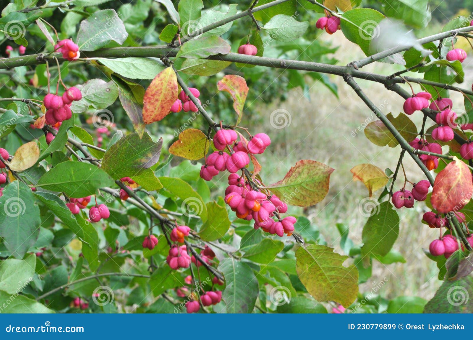 On A Branch Of Euonymus Europaeus Ripened Fruits With Boxes Stock Image