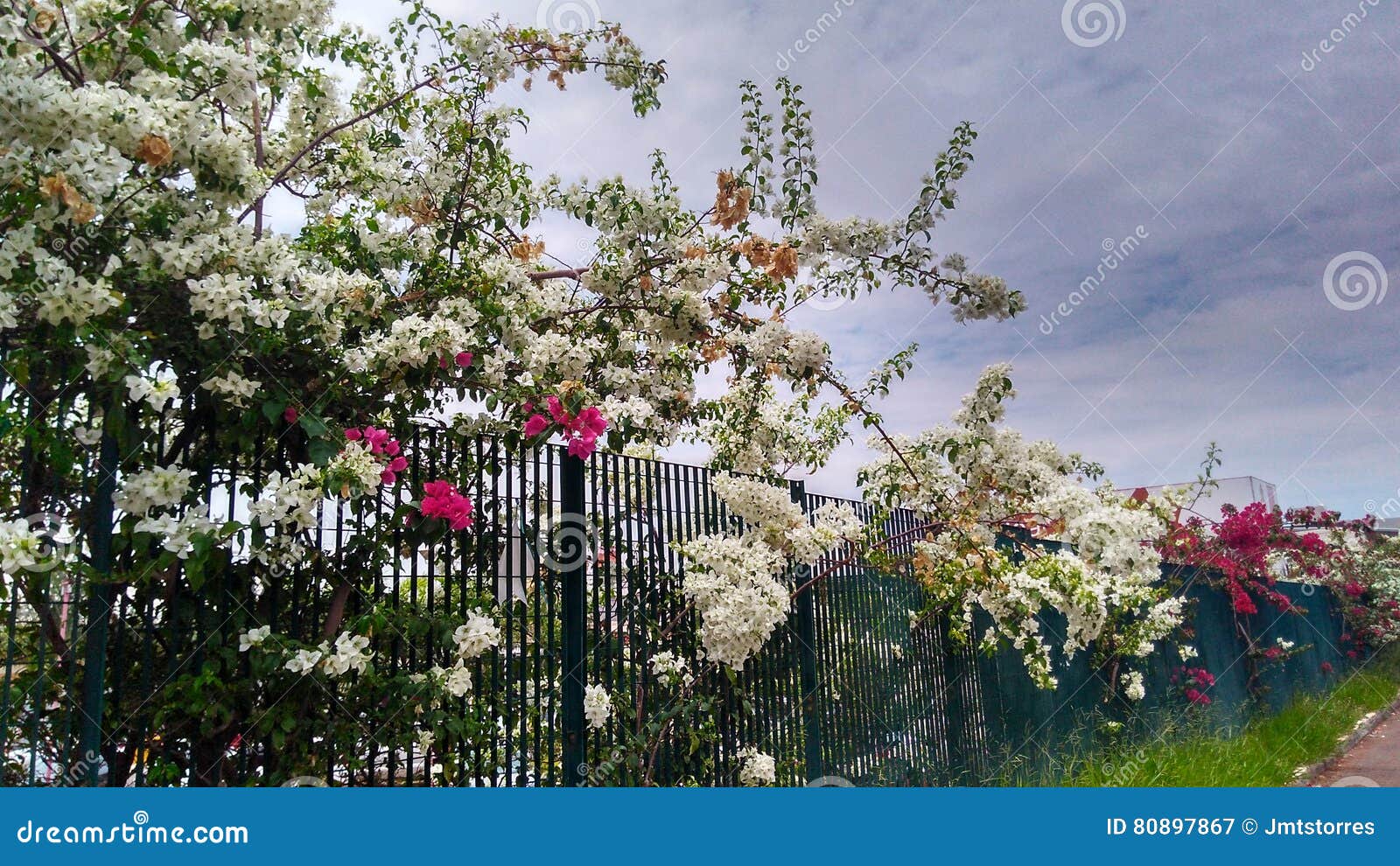 Nature at the city. A nice Garden by a Bank. These are flowers that grow in Brazil central region.