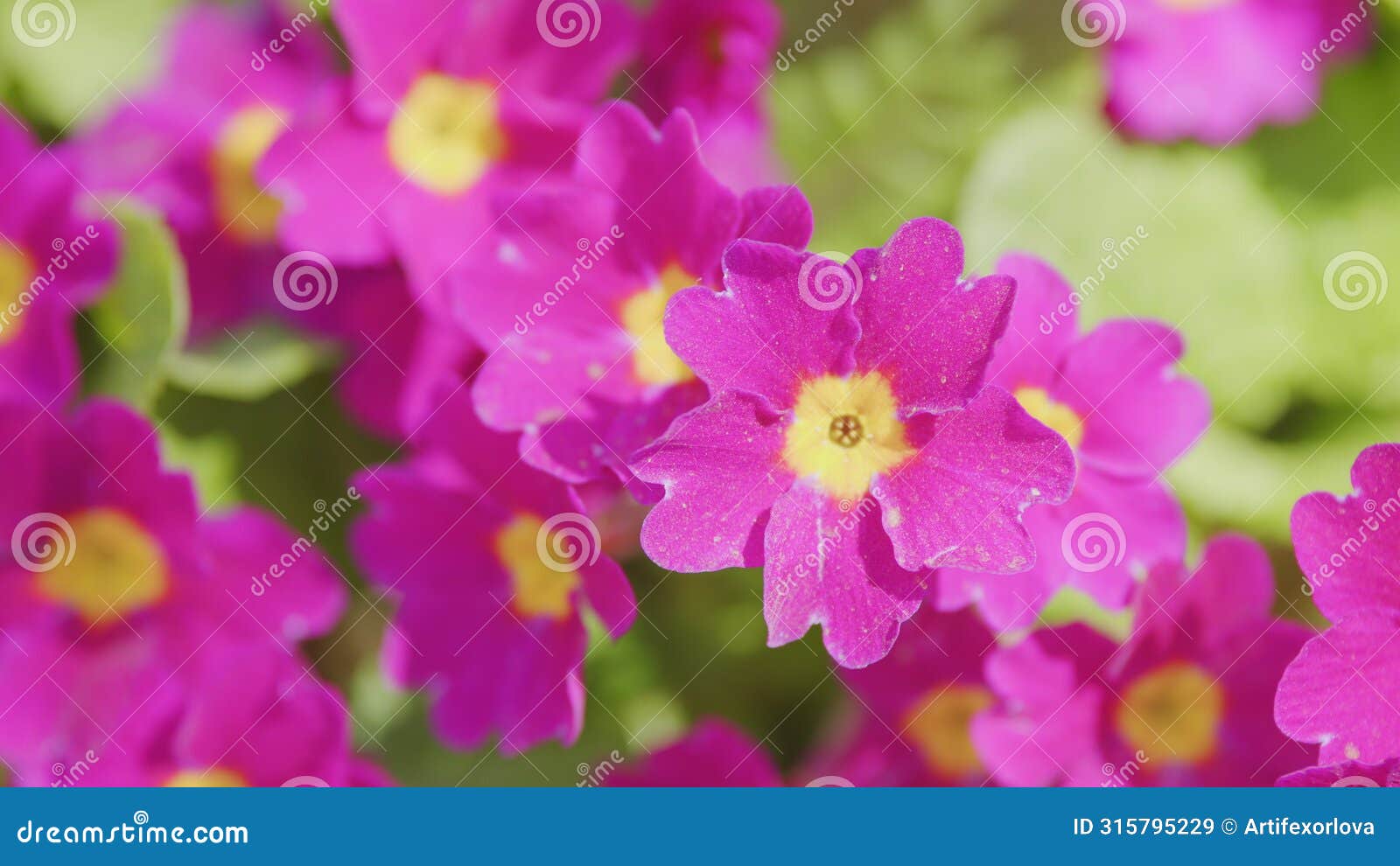 nature concept. primula juliae, also known as julias primrose or purple primrose.