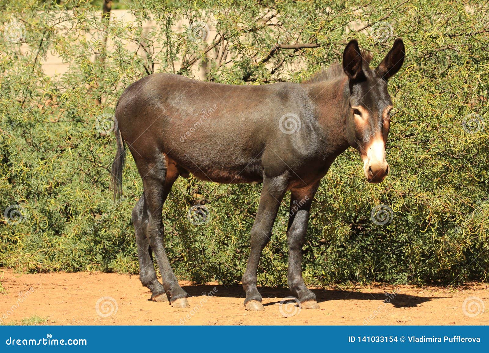 Domestic Animals A Donkey Male Stock Photo Image Of Mammal
