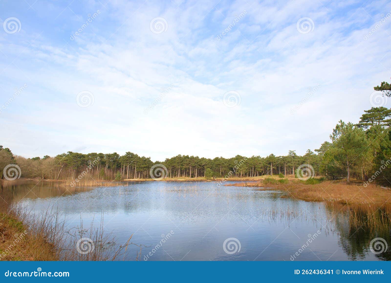 nature at dutch vlieland