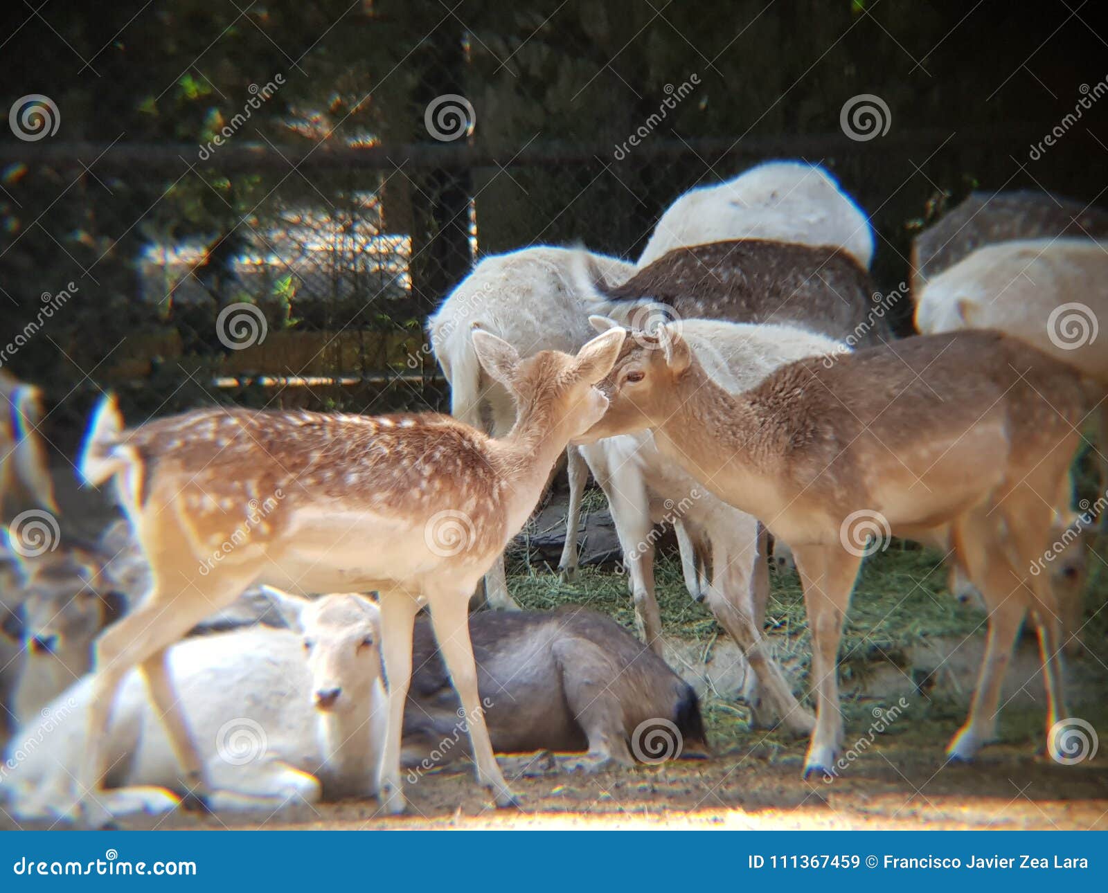 gamo deer in a zoo
