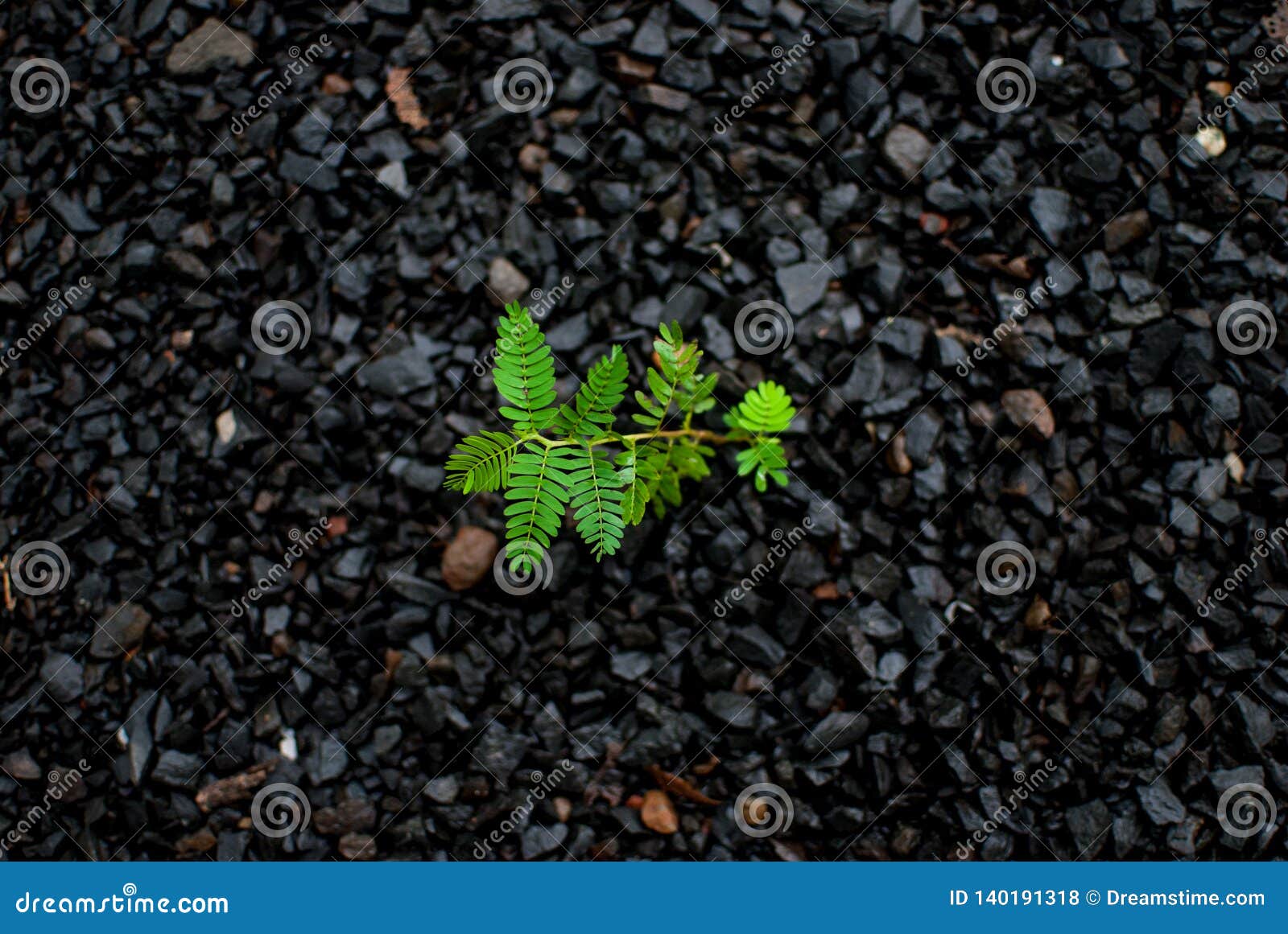 Nature Always Finds A Way To Survive Stock Photo - Image of dirt, curled:  140191318