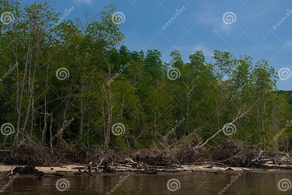 Nature Flood Forest of Tropical Dense Mangrove Tree in a Swamp