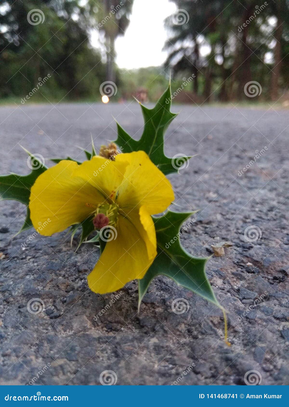 photo Good Morning Early Morning Sunrise Images With Flowers https www dreamstime com nature flowers wallpaper flowers beautiful nature sunrises good morning beautiful nature nature beautiful flower early morning image141468741