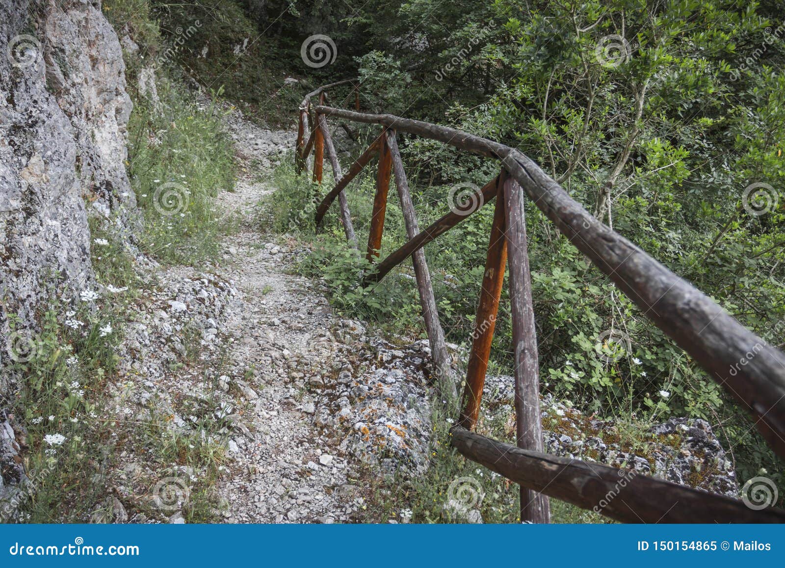 nature forest and mountain road image