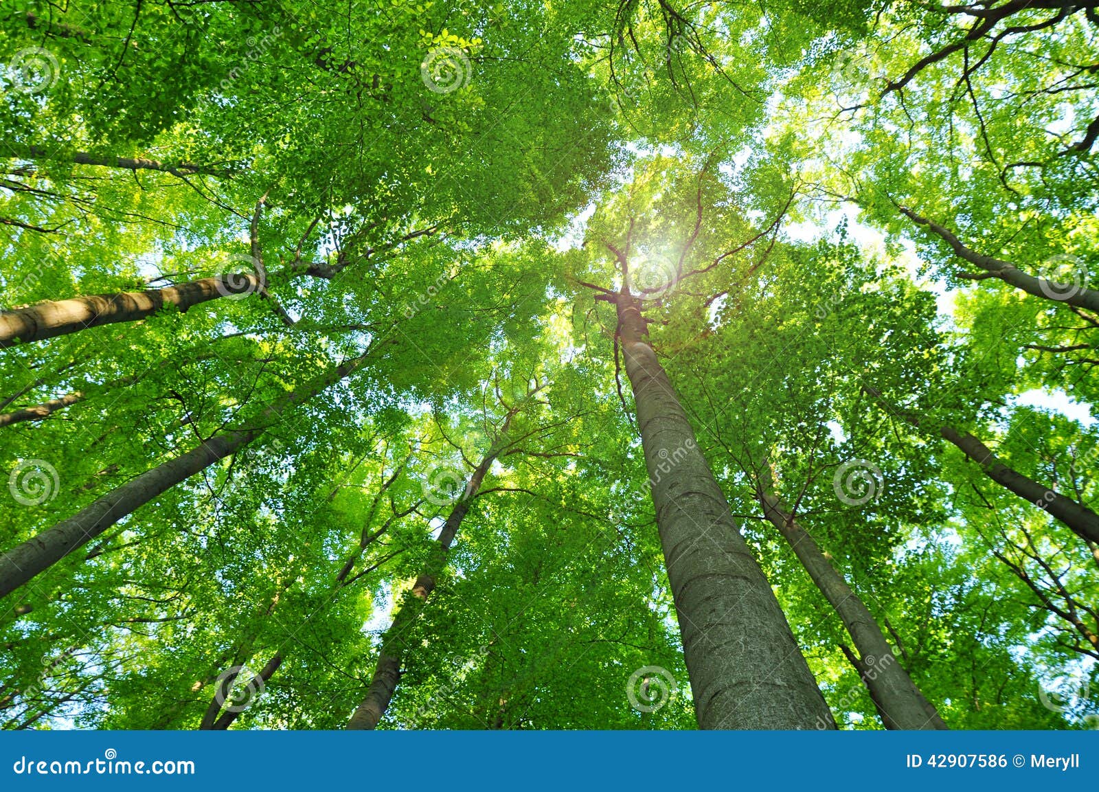 nature forest trees