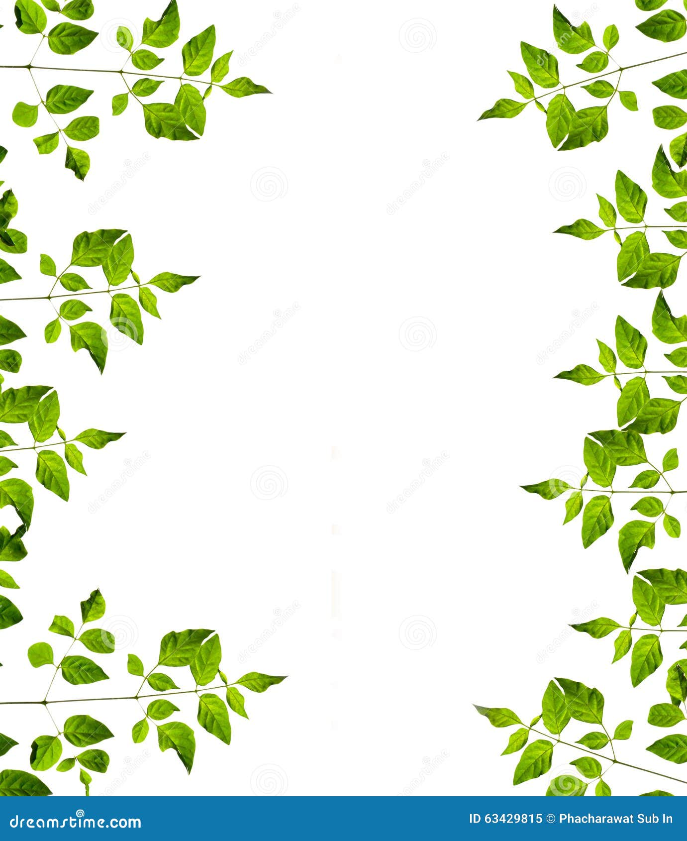 A Nature Fram from Green Leaves on White Background. Isolated Stock Image -  Image of design, beautiful: 63429815