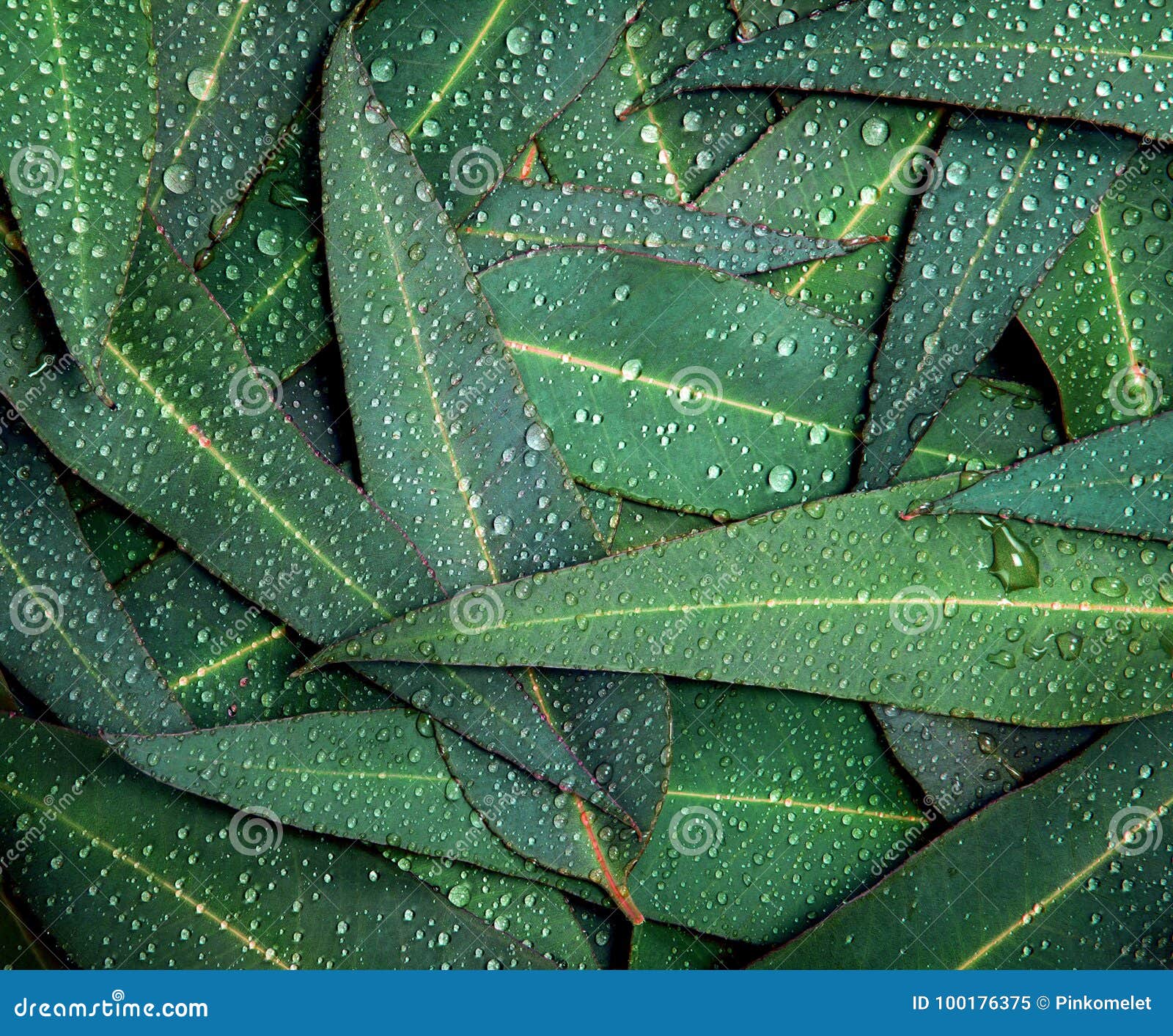 Nature Eucalyptus Leaves with Water Rain Drop Background Stock Image