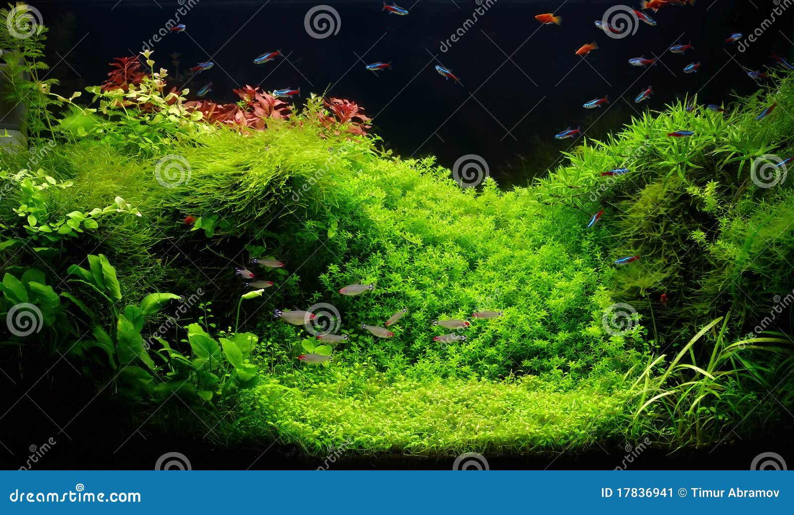 nature freshwater aquarium in takasi amano style