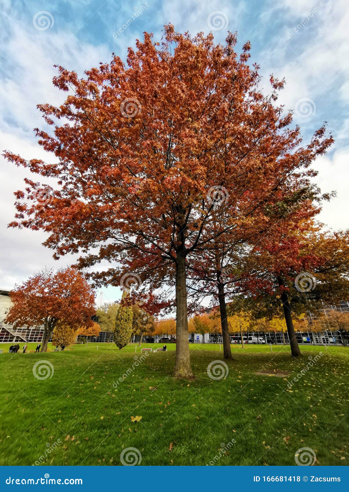 Nature in Full Bloom in Hannover Germany Stock Photo Image of bloom