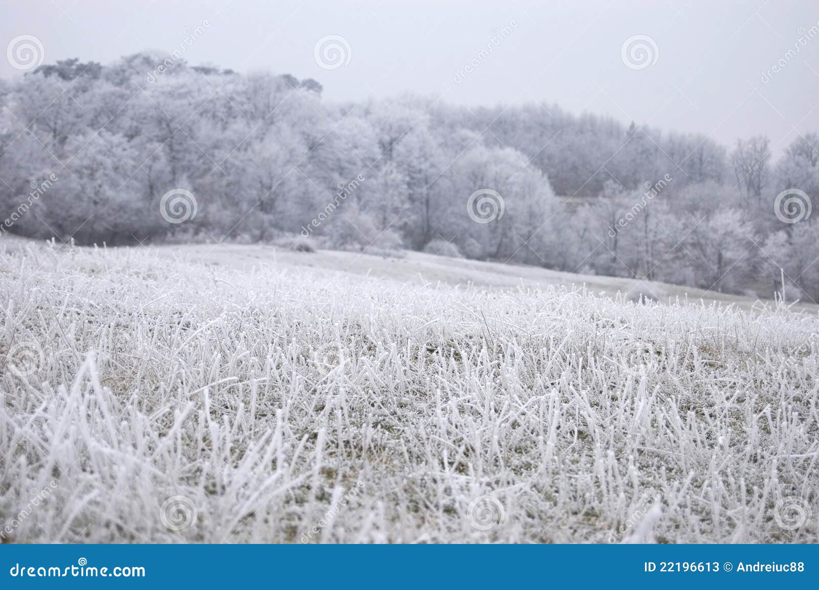 https://thumbs.dreamstime.com/z/nature-gel%C3%A9e-avec-l-herbe-fig%C3%A9e-un-hiver-de-pr%C3%A9-22196613.jpg