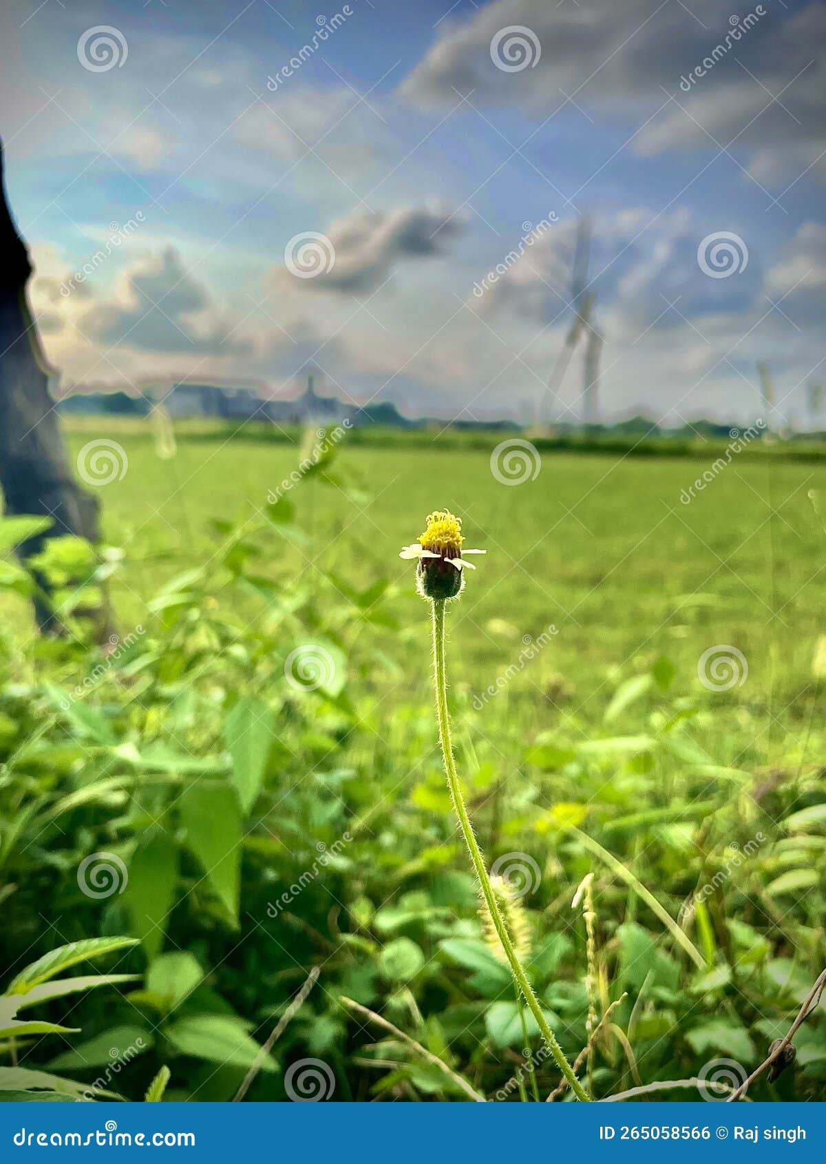 Nature gives us good vibes stock photo. Image of prairie 265058566
