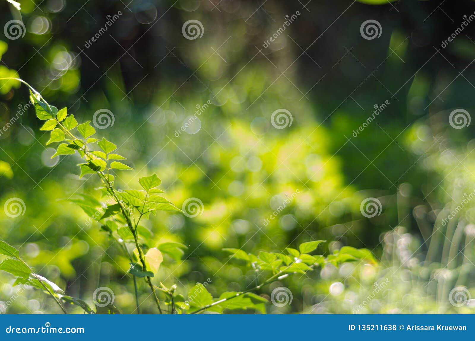 Nature Green Bokeh Sunlight Blur Leaves Background. Stock Photo - Image of  blur, light: 135211638