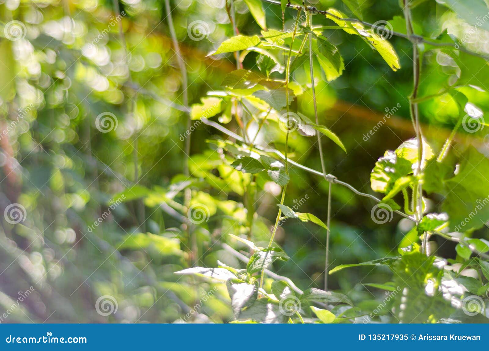 Nature Green Bokeh Sunlight Blur Leaves Background. Stock Image - Image of  effect, blurred: 135217935