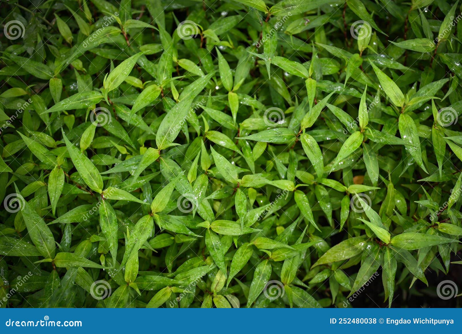 Nature Green Leaf Background, Tree Grows Vietnamese Coriander Herb and