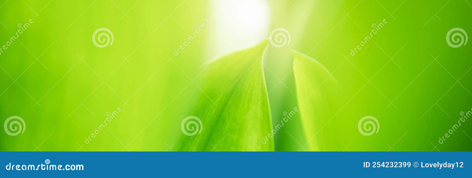 Nature of Green Leaf. Environment Ecology Greenery Wallpaper Stock