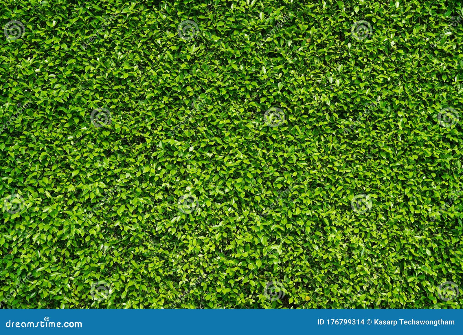 Nature Green Leaf Wall for Decor or Background Stock Photo Image of
