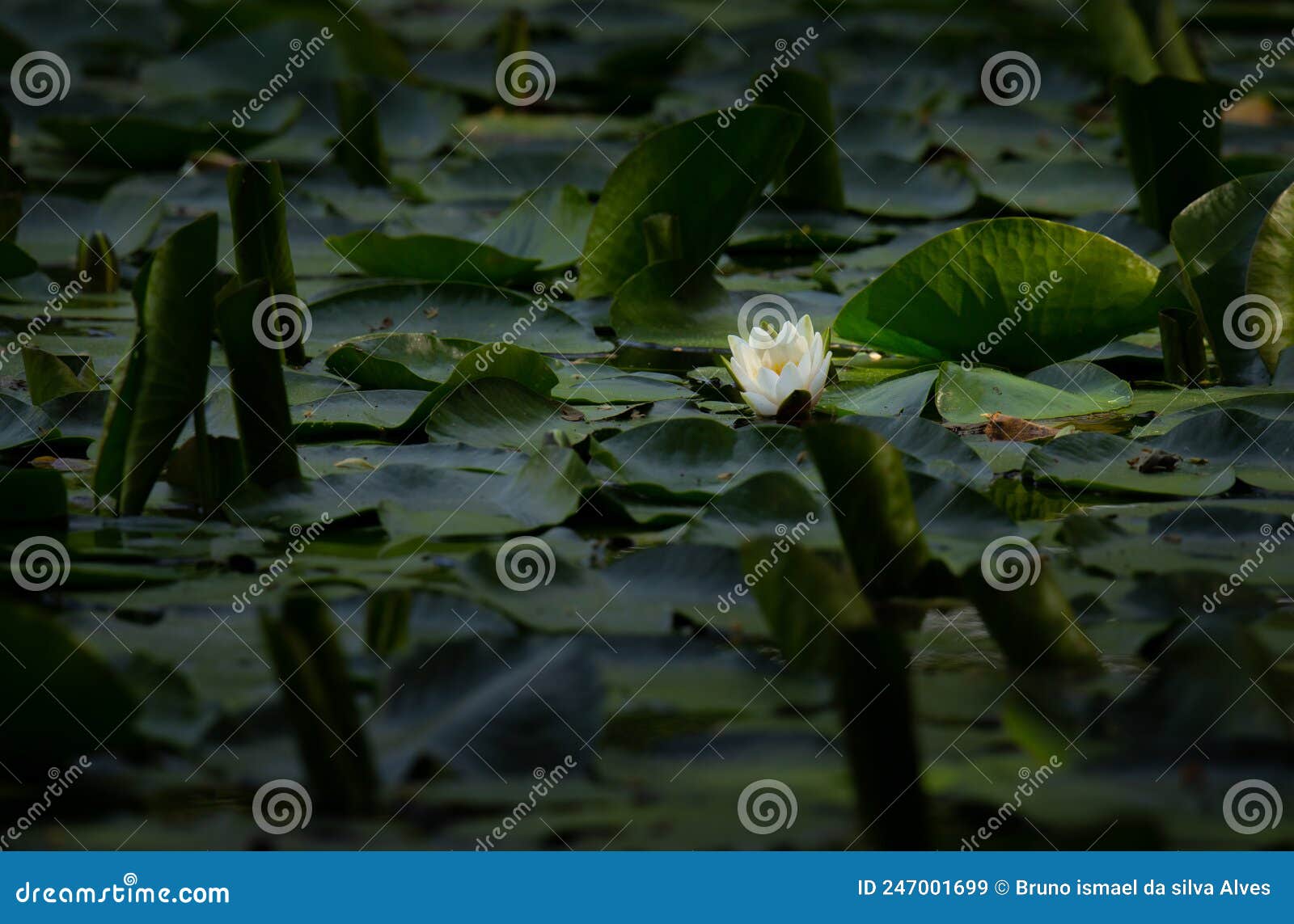 nature green pattern with a nymphaea alba `lirio de agua` an aquatic flower, esposende.