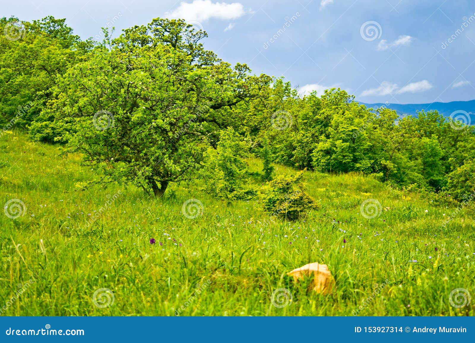 Nature in greenery 8 stock photo. of green 153927314