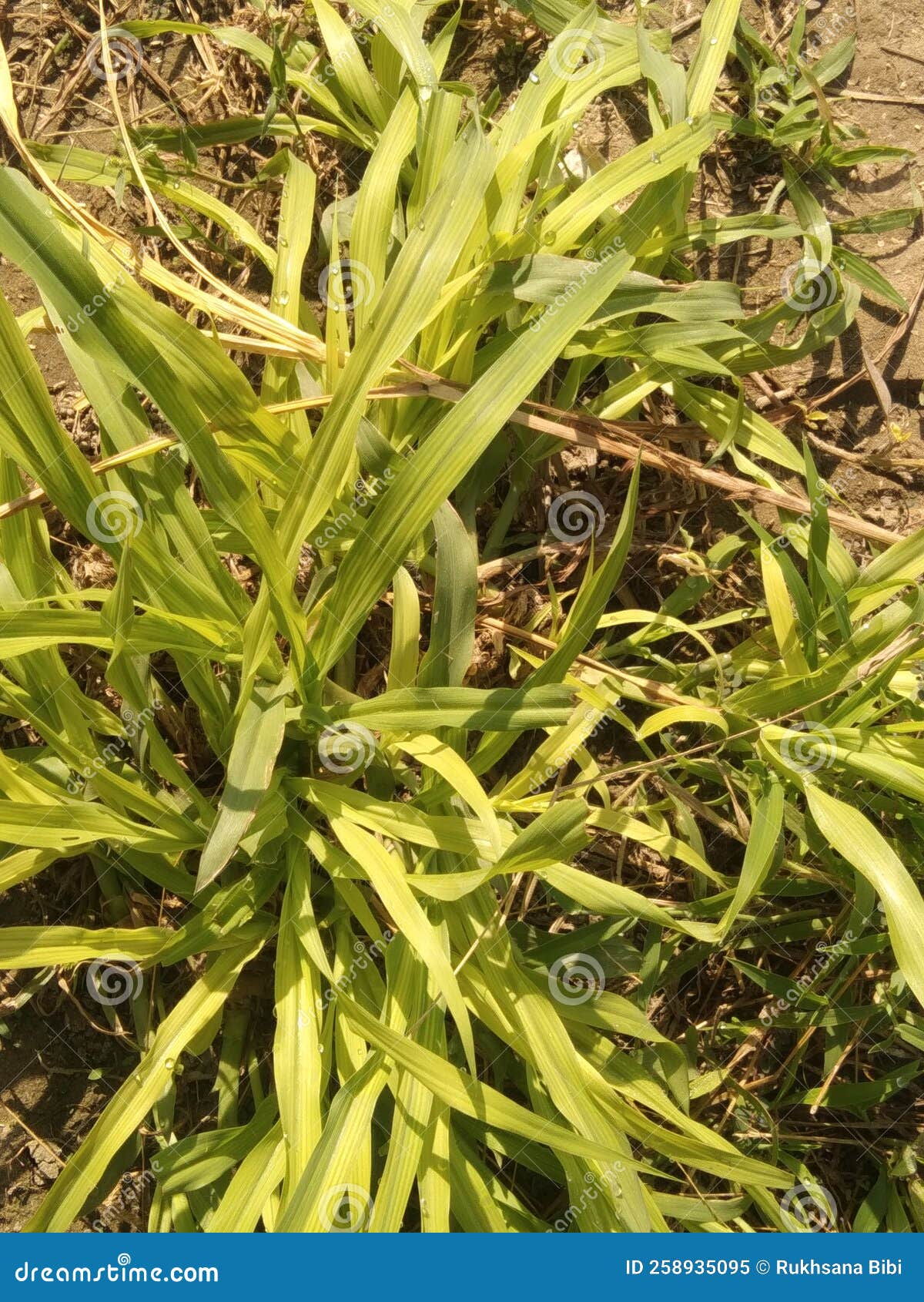Nature Greenery of Pearl Millet Grass in Morning Sun Stock Image