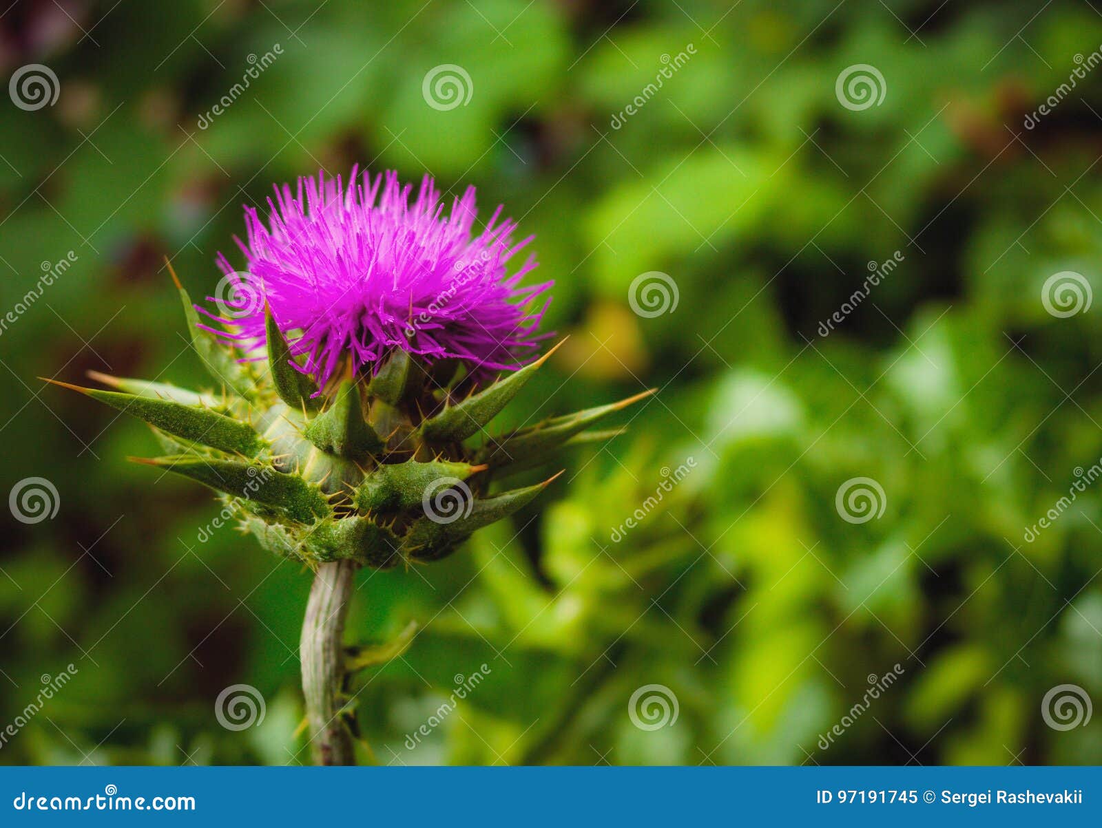 nature growth thistle