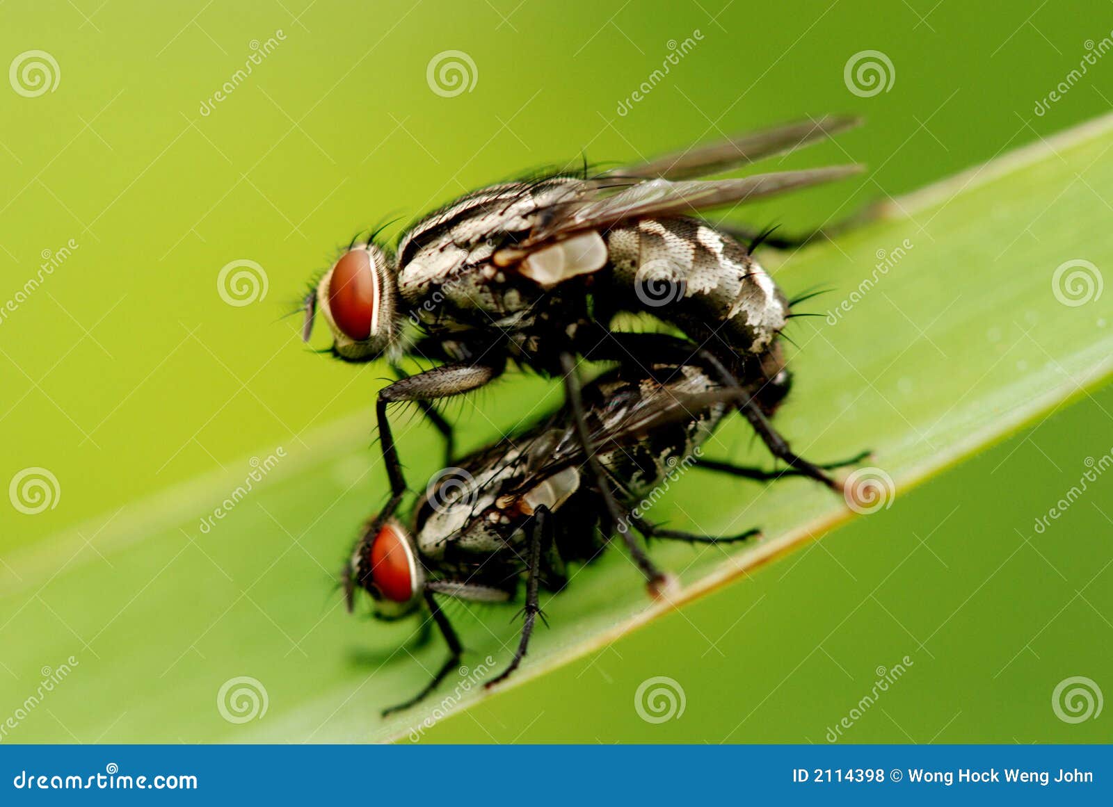 Nature housefly stock photo. Image of wildlife, green 2114398