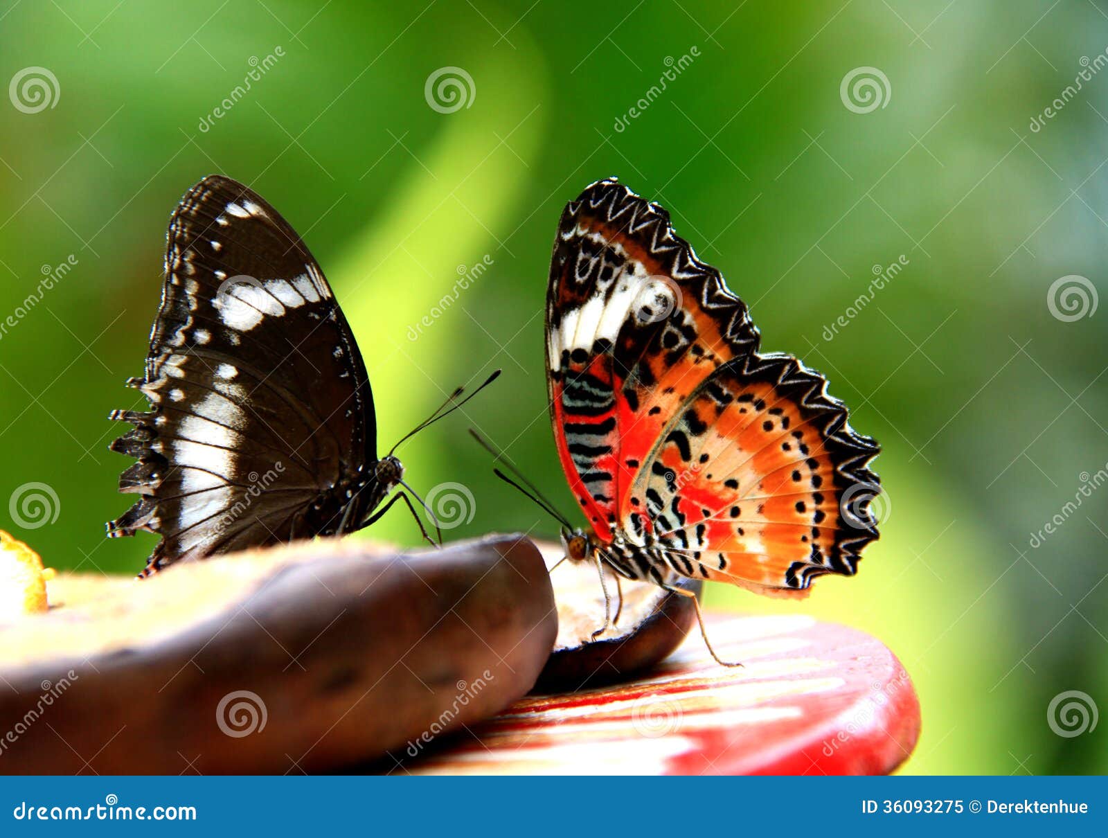 Nature stock image. Image of insect, butterflies, fruits 36093275