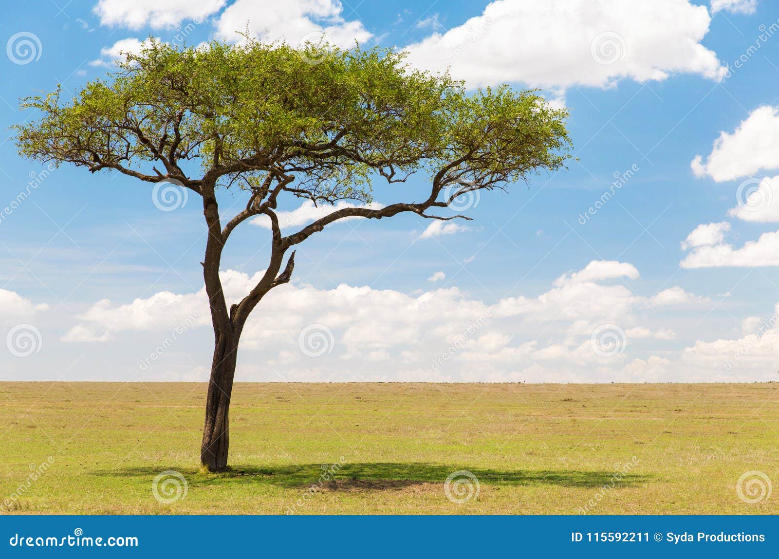 acacia tree in african savanna