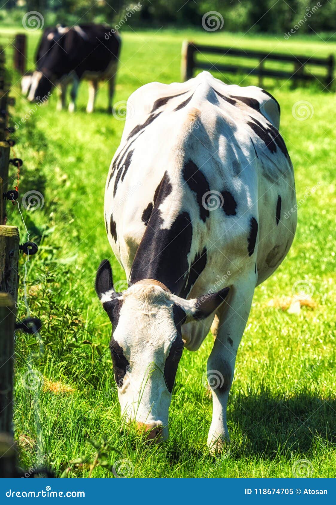 nature landscape with portrait cow