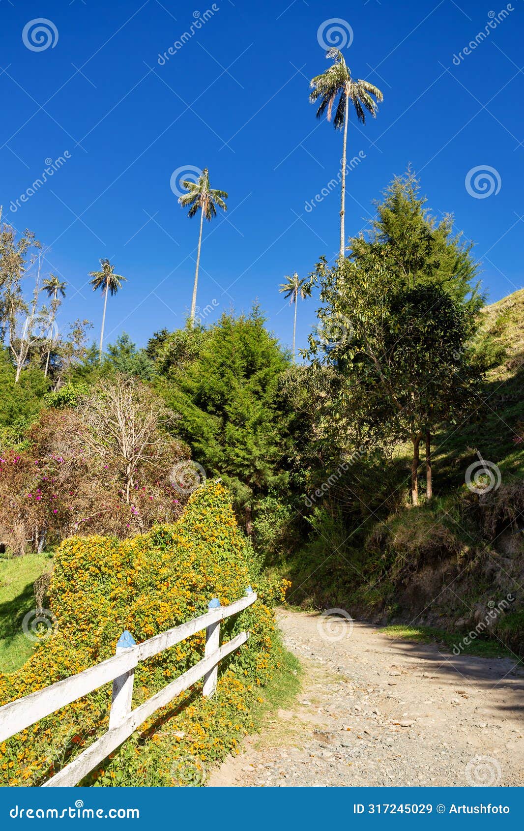 nature landscape of tall wax palm trees in valle del cocora valley. salento, quindio department. colombia mountains landscape.