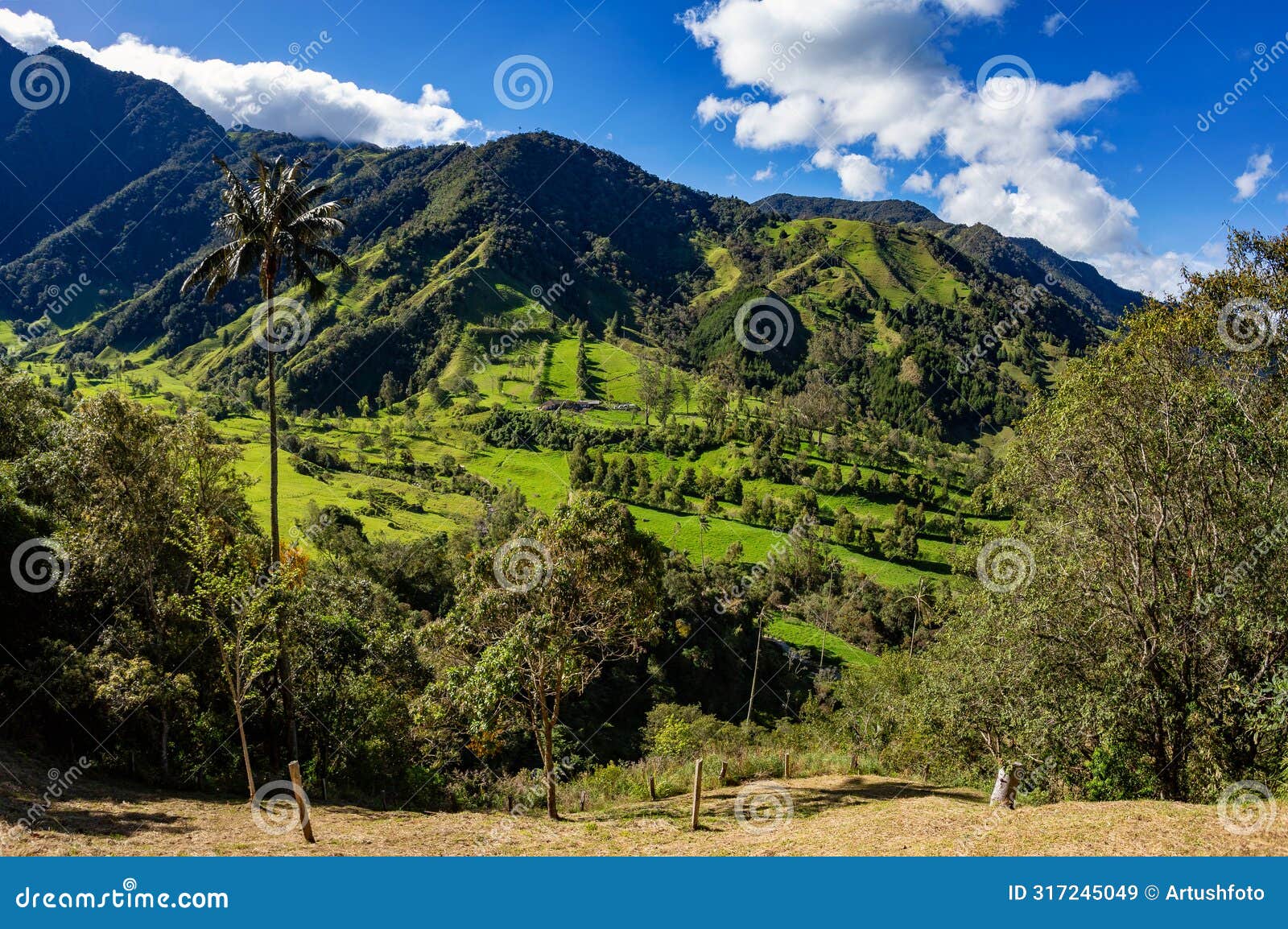 nature landscape of tall wax palm trees in valle del cocora valley. salento, quindio department. colombia mountains landscape.
