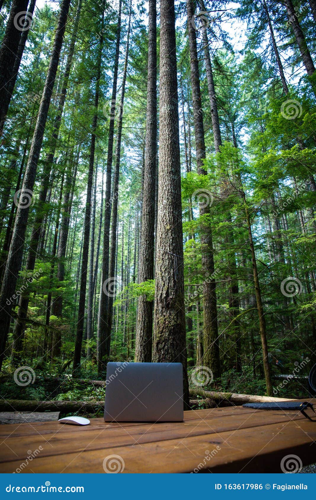 Nature Meets Technology the Workaholics; a Laptop and a on a Picnic Table in a Campground in Vancouver Island, in the Stock Photo - Image of laptop, grey: 163617986