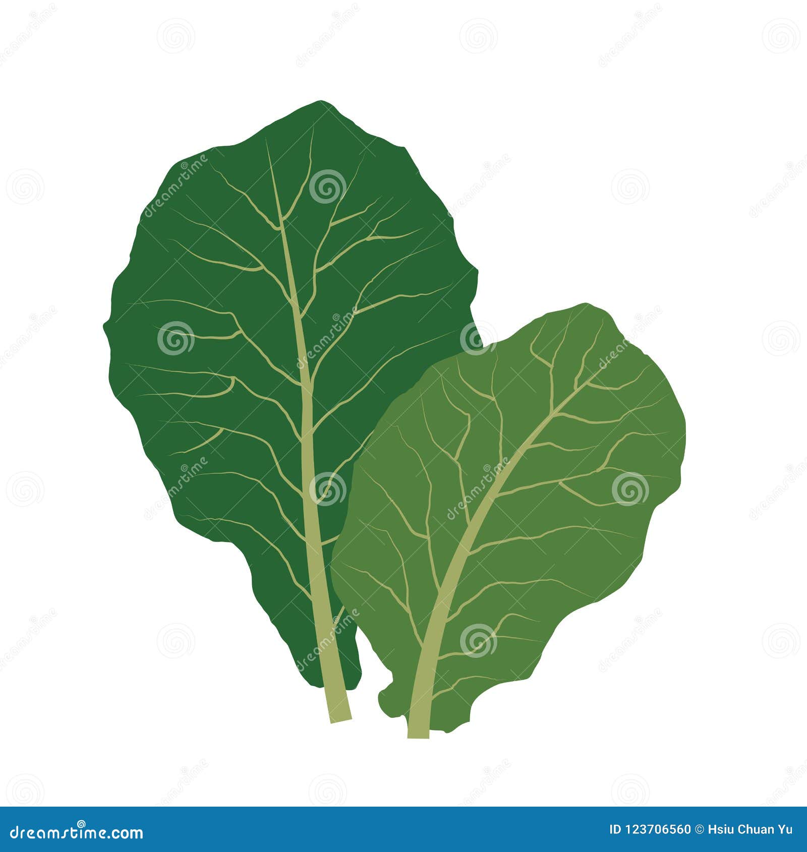 Fresh Organic Collard Greens Vegetable - Stock Illustration [103626018]  - PIXTA